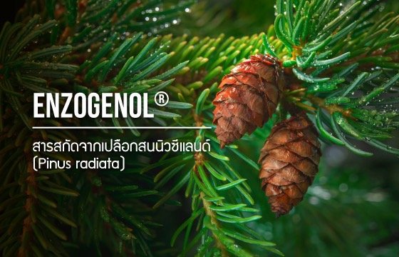 Enzogenol® / สารสกัดจากเปลือกสน