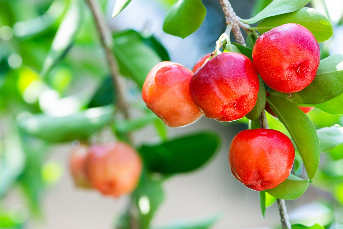Acerola Cherry Extract (Food Grade) Acerola Cherry Extract (Food Grade)
