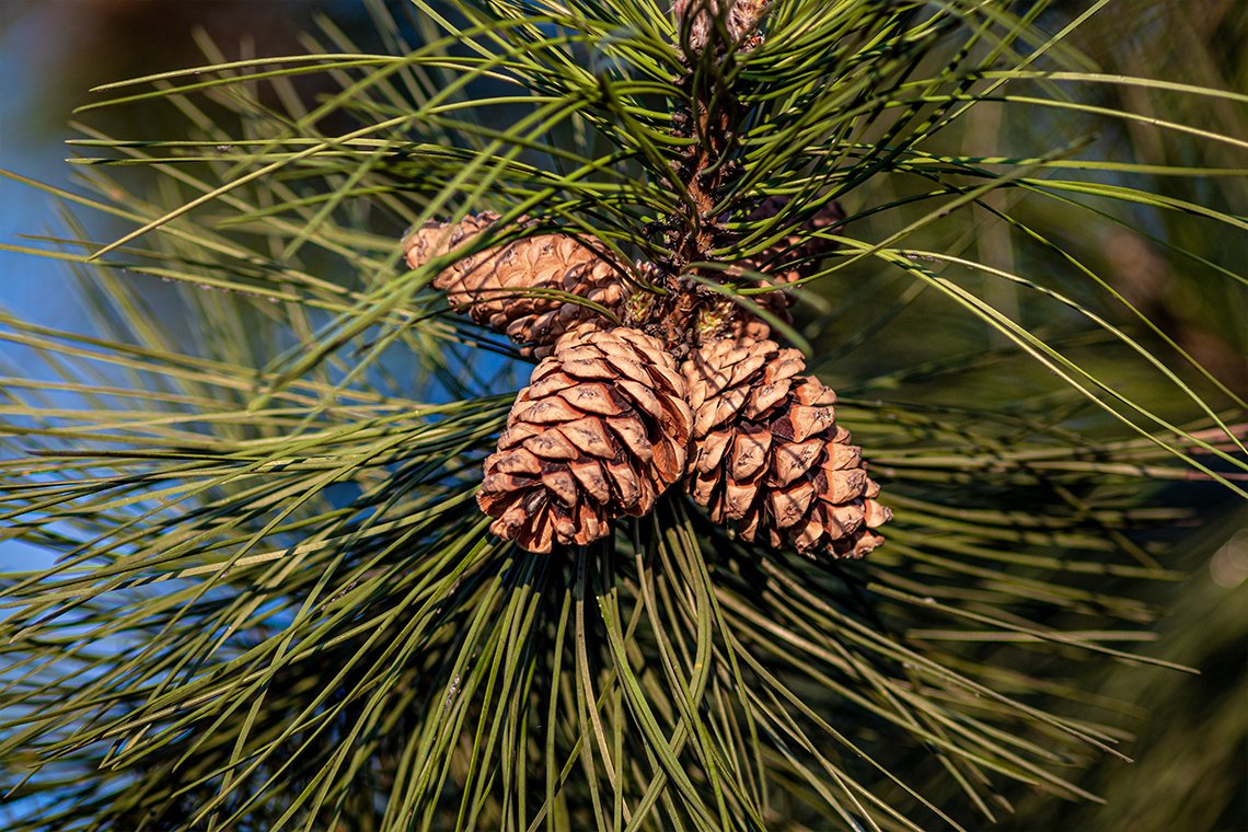 Pine Bark Extract   (Food grade) Pine Bark Extract   (Food grade)