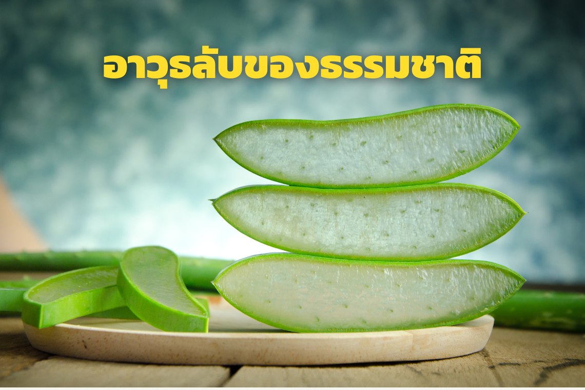 อาวุธลับของธรรมชาติ เพิ่มภูมิคุ้มกันด้วยน้ำว่านหางจระเข้ อาวุธลับของธรรมชาติ เพิ่มภูมิคุ้มกันด้วยน้ำว่านหางจระเข้