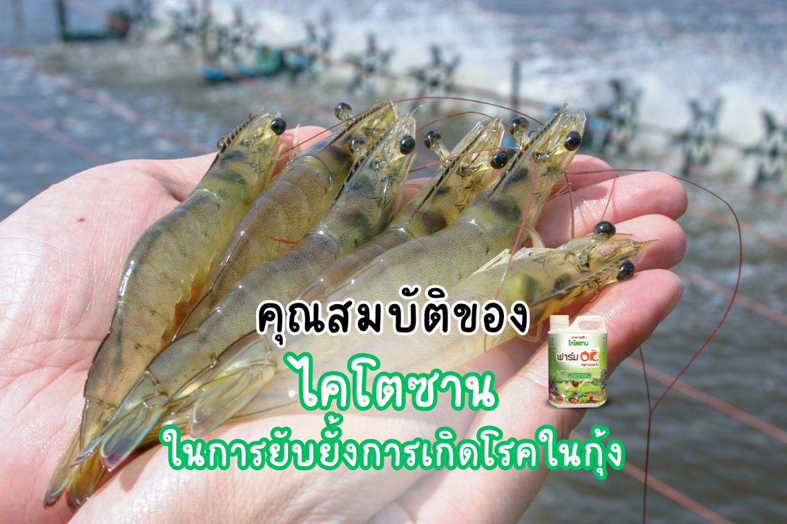 คุณสมบัติของไคโตซานในการยับยั้งการเกิดโรคในกุ้ง คุณสมบัติของไคโตซานในการยับยั้งการเกิดโรคในกุ้ง