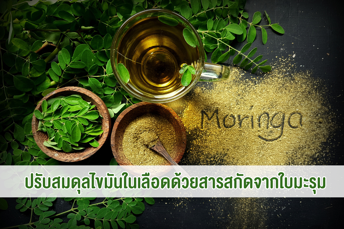 ปรับสมดุลไขมันในเลือดด้วยสารสกัดจากใบมะรุม