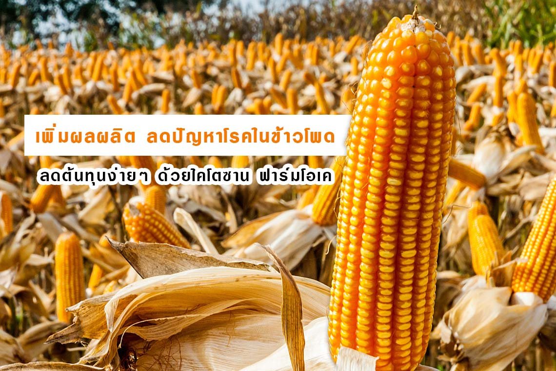 เพิ่มผลผลิต ลดปัญหาโรคในข้าวโพด ลดต้นทุนง่ายๆ ด้วยไคโตซาน ฟาร์มโอเค เพิ่มผลผลิต ลดปัญหาโรคในข้าวโพด ลดต้นทุนง่ายๆ ด้วยไคโตซาน ฟาร์มโอเค