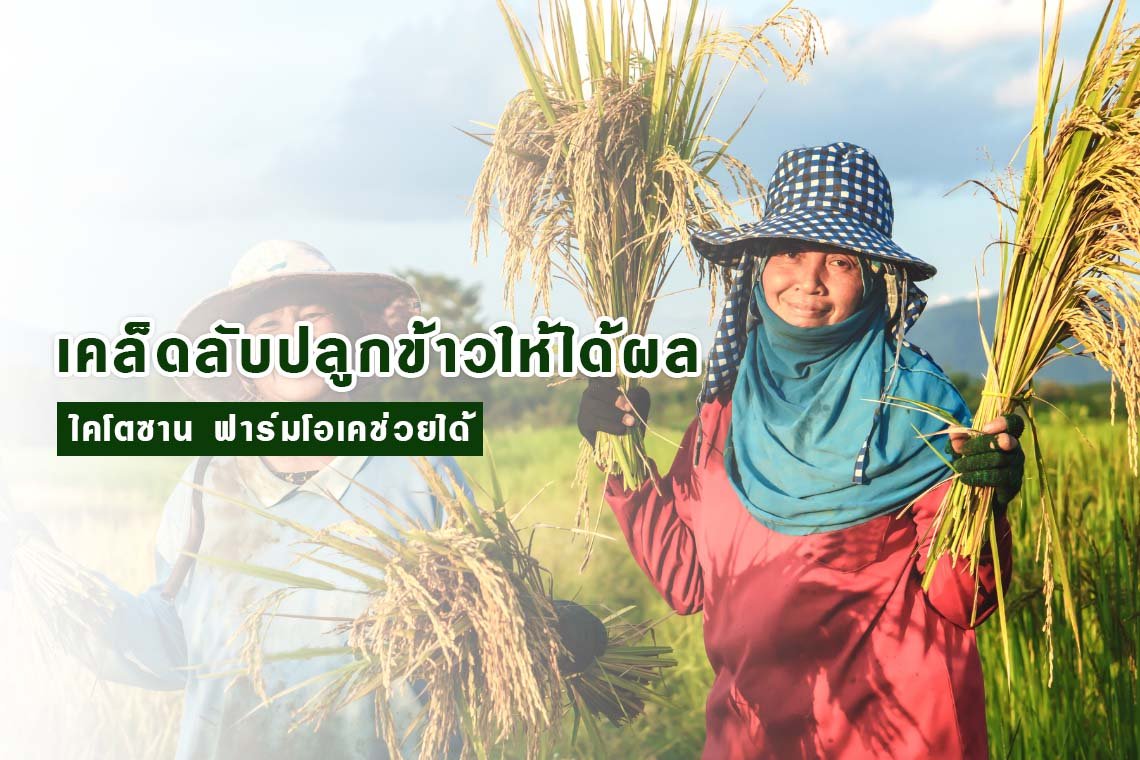 เคล็ดลับปลูกข้าวให้ได้ผลดี: ไคโตซาน ฟาร์มโอเคช่วยได้