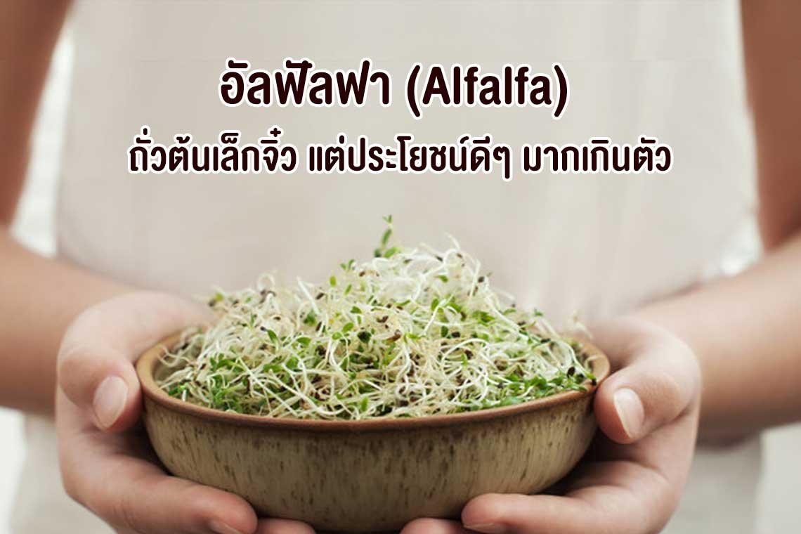 อัลฟัลฟ่า ถั่วมหัศจรรย์ที่มีประโยชน์สารพัด อัลฟัลฟ่า ถั่วมหัศจรรย์ที่มีประโยชน์สารพัด