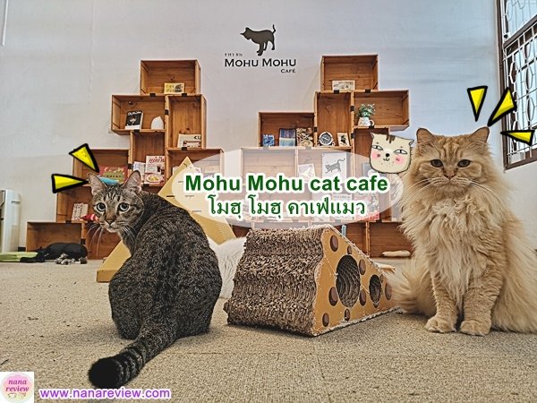 Mohu Mohu cat cafe