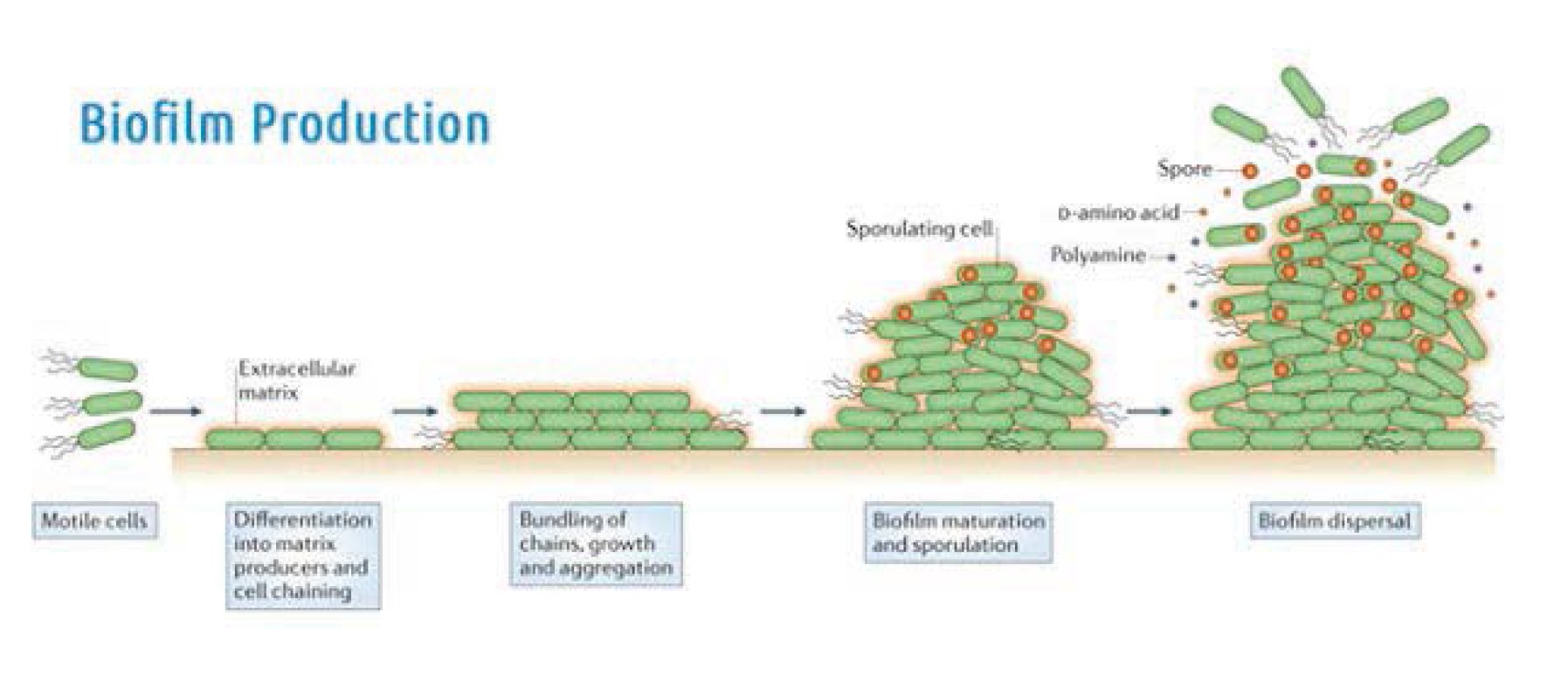 ไบโอฟิล์ม (Biofilm) ระเบิดเวลา ในท่อน้ำ