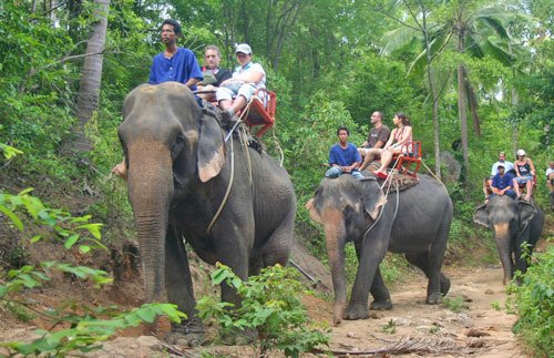 Elephant Trekking for 45 mins & Waterfall