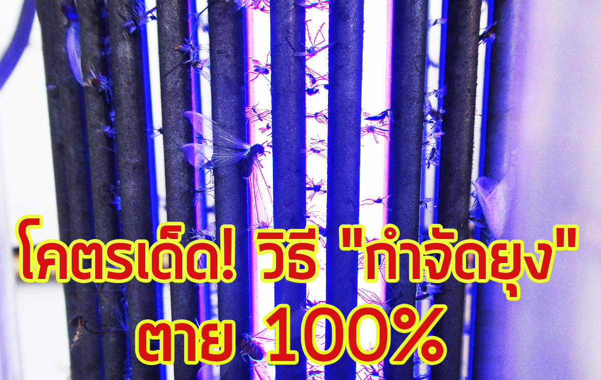 โคตรเด็ด!!! วิธีกำจัดยุง รับรองตาย 100% โคตรเด็ด!!! วิธีกำจัดยุง รับรองตาย 100%