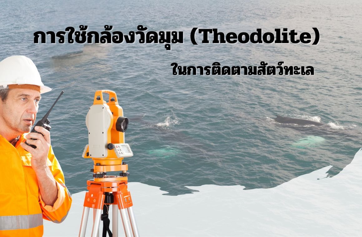 การใช้กล้องวัดมุม (Theodolite) ในการติดตามสัตว์ทะเล