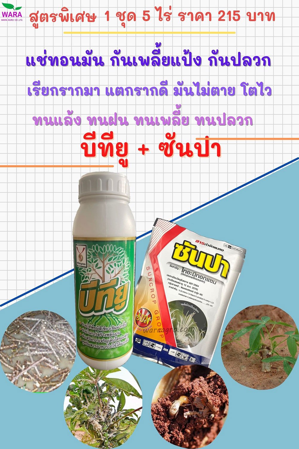 แช่ท่อนมัน กันเพลี้ยแป้ง กันปลวก