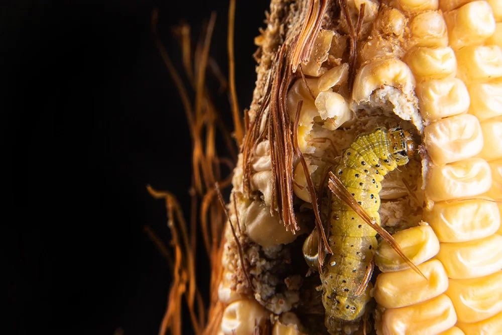 รวมวิธีป้องกันหนอนกระทู้ข้าวโพดที่เกษตรกรนิยมใช้