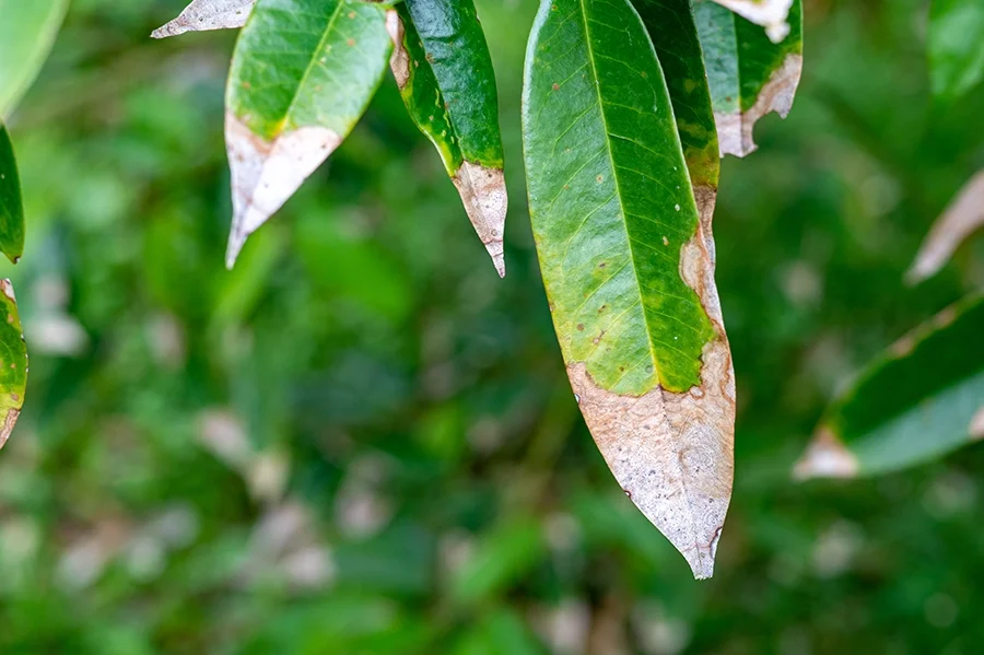 โรคใบไหม้ในทุเรียน