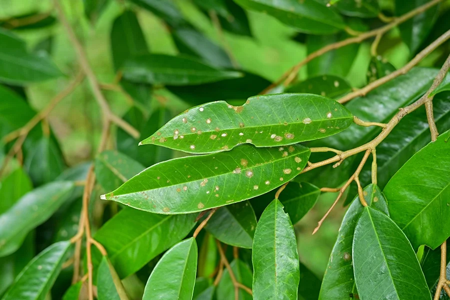 โรคจุดใบในต้นทุเรียน