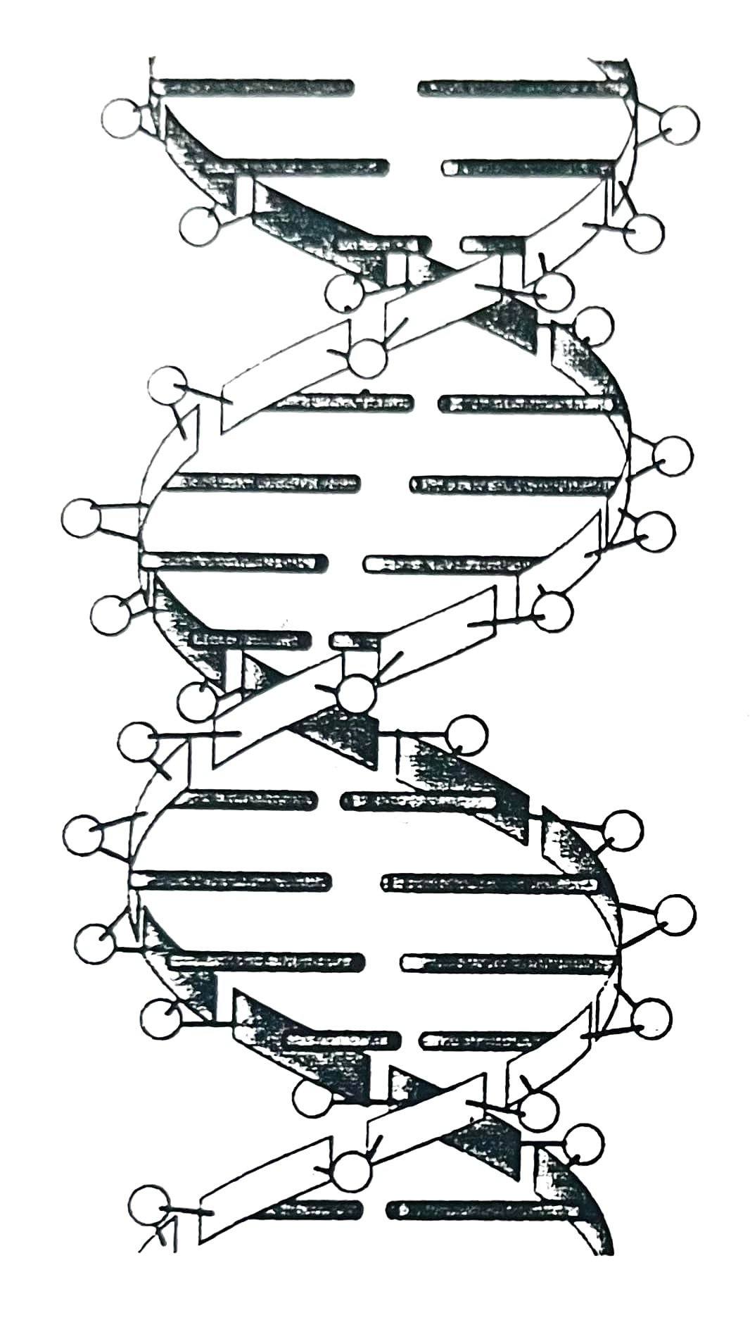 DNA และการทำ PCR DNA และการทำ PCR