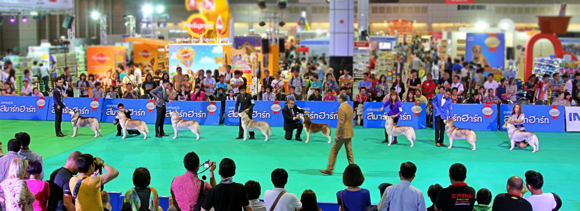 Thailand Dogshow