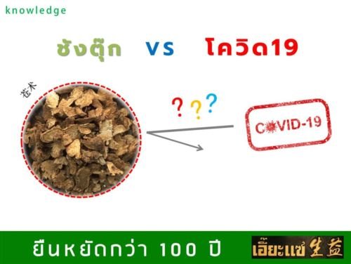 ชังตุ๊ก(苍术) VS โควิด ชังตุ๊ก(苍术) VS โควิด