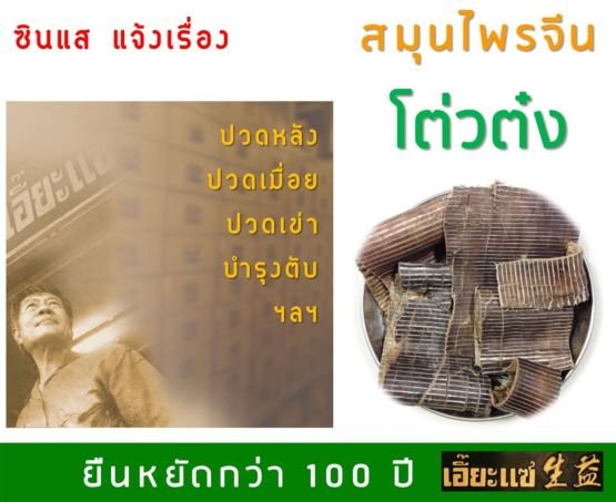 โต่วต๋ง杜仲 Du Zhong โต่วต๋ง杜仲 Du Zhong