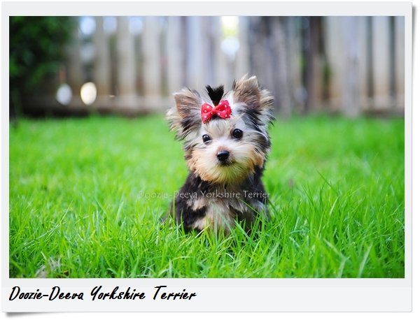 ข้อดีและข้อควรระวังของยอร์คเชียร์ เทอร์เรีย ข้อดีและข้อควรระวังของยอร์คเชียร์ เทอร์เรีย