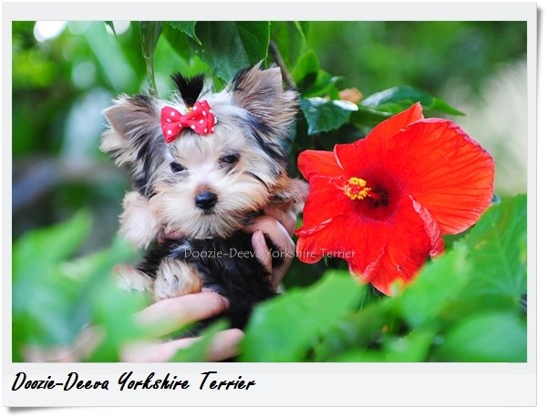 โรคตับอักเสบติดต่อสุนัข โรคตับอักเสบติดต่อสุนัข