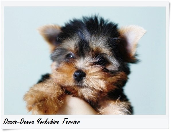 รายชื่อโรงพยาบาลสัตว์และคลีนิค รายชื่อโรงพยาบาลสัตว์และคลีนิค