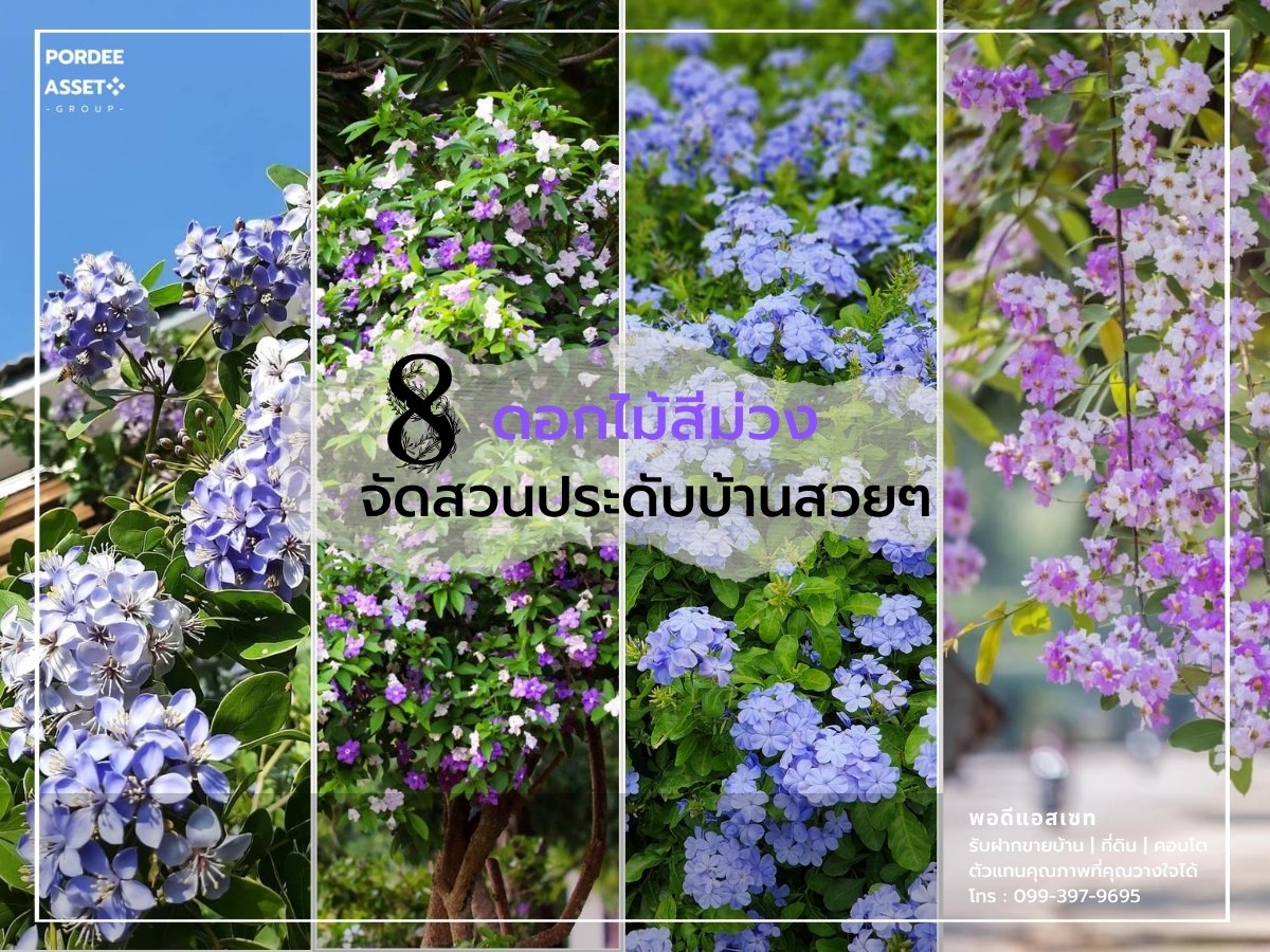 8 ดอกไม้สีม่วง จัดสวนประดับบ้านสวยๆ