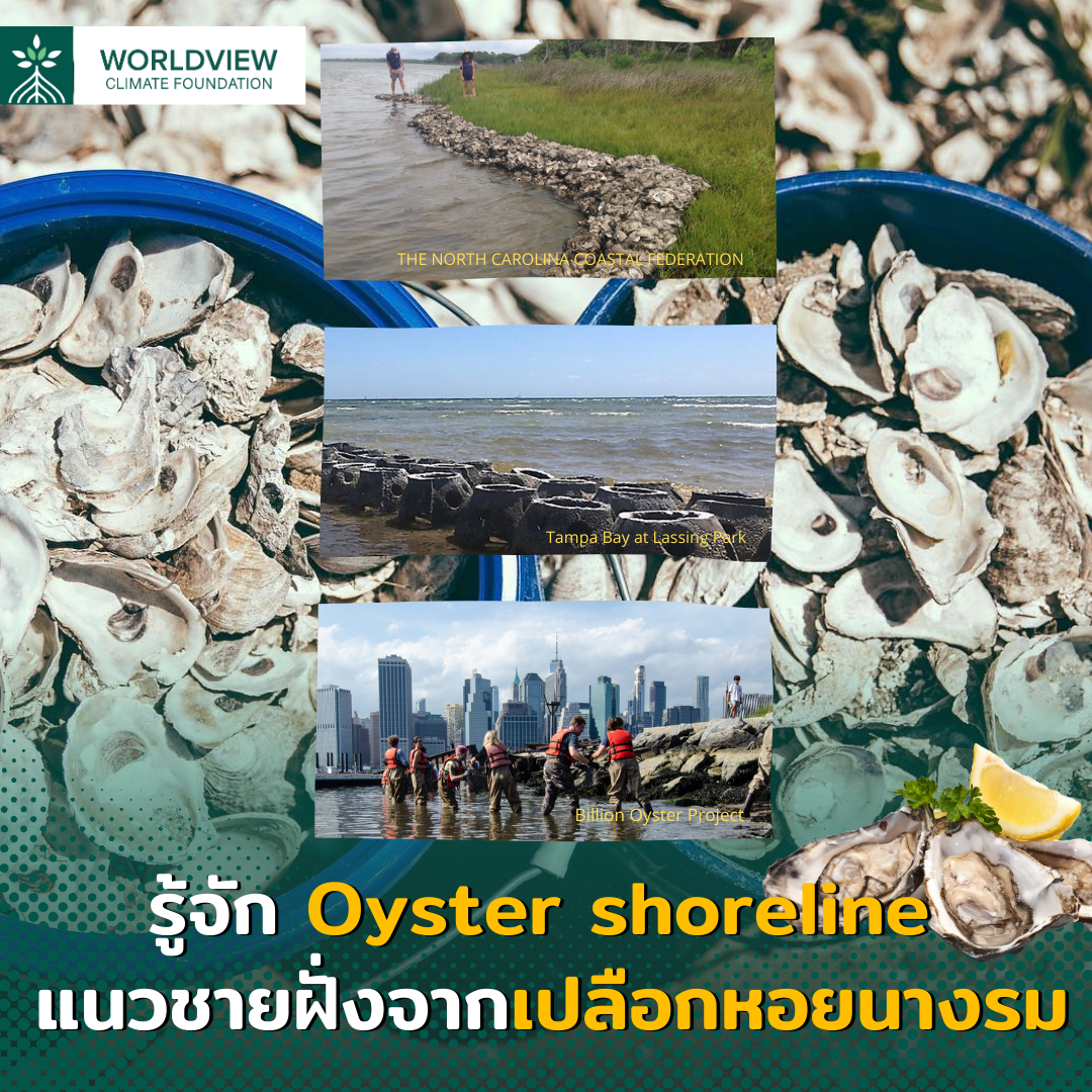 รู้จัก Oyster shoreline แนวชายฝั่งจากเปลือกหอยนางรม