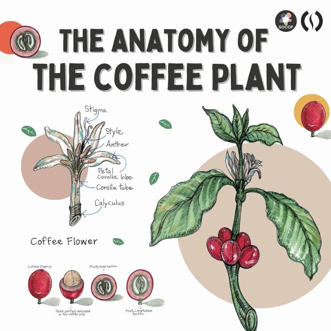 The anatomy of the coffee plant