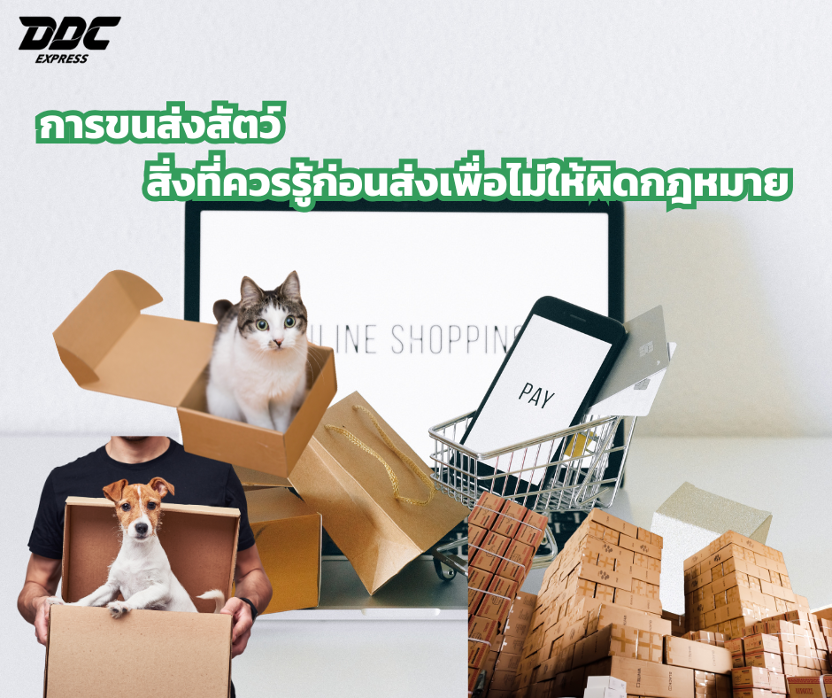 การขนส่งสัตว์ สิ่งที่ควรรู้ก่อนส่งเพื่อไม่ให้ผิดกฎหมาย