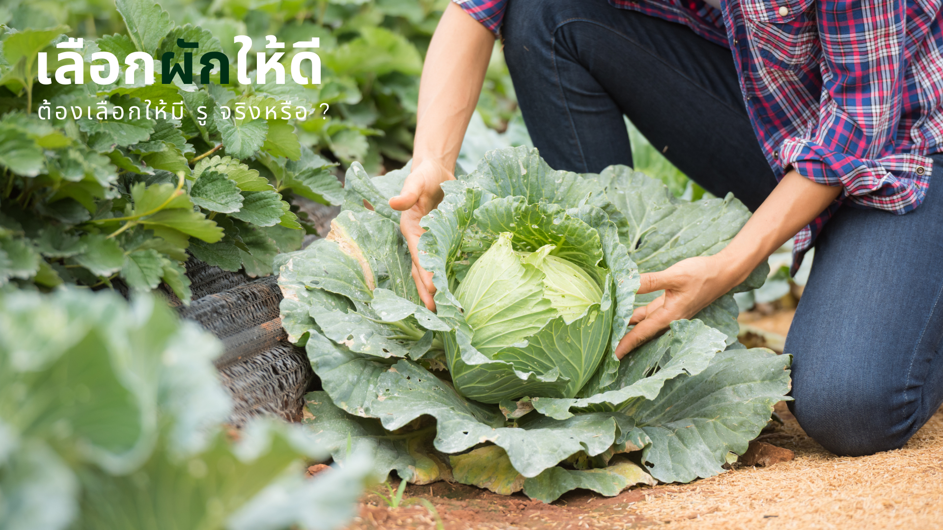 เลือกผักให้ดี ต้องเลือกที่มีรู จริงหรือ ? เลือกผักให้ดี ต้องเลือกที่มีรู จริงหรือ ?