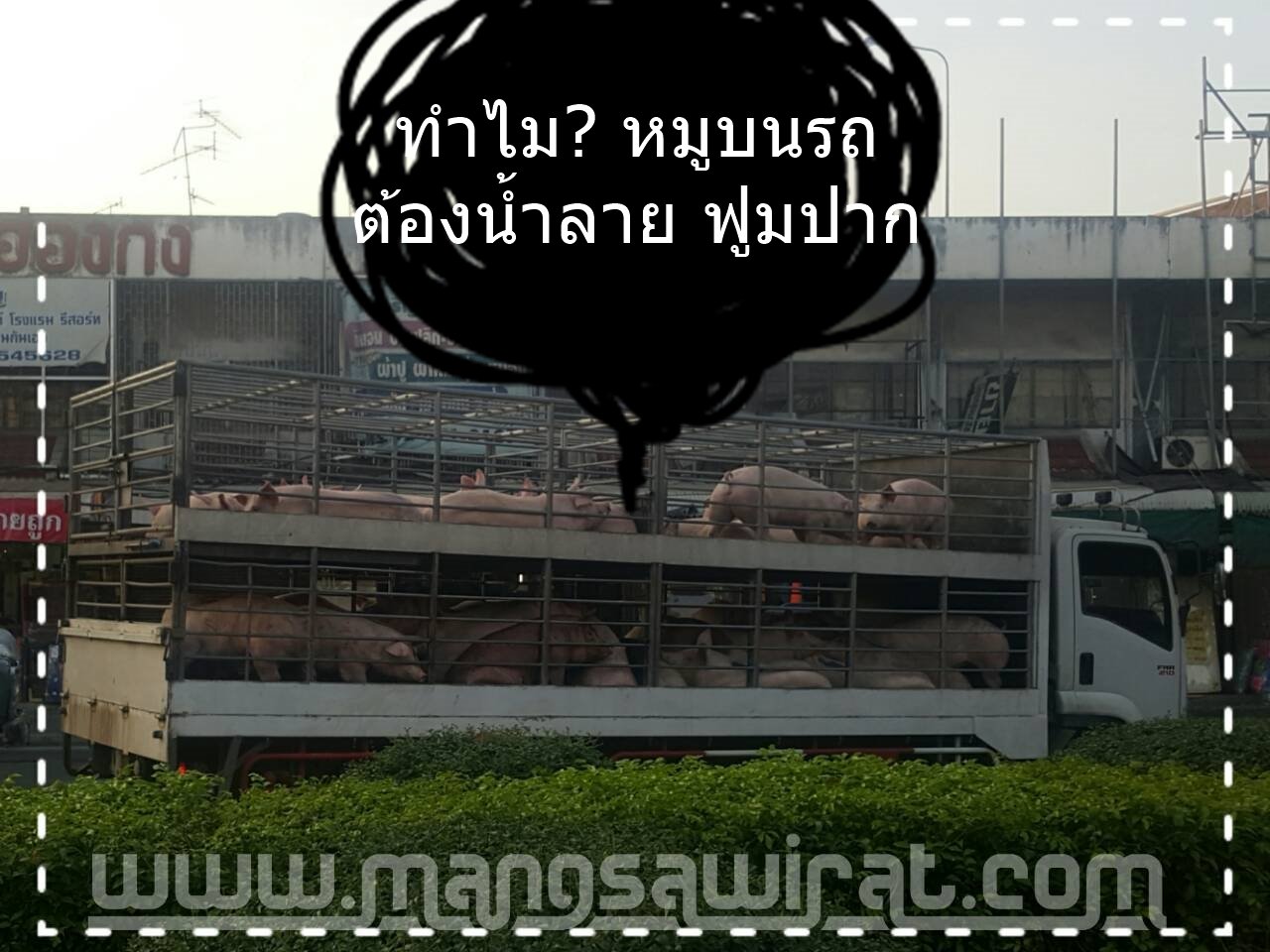 ทำไม?? หมูบนรถขนส่ง ต้องน้ำลายฟูมปาก ทำไม?? หมูบนรถขนส่ง ต้องน้ำลายฟูมปาก