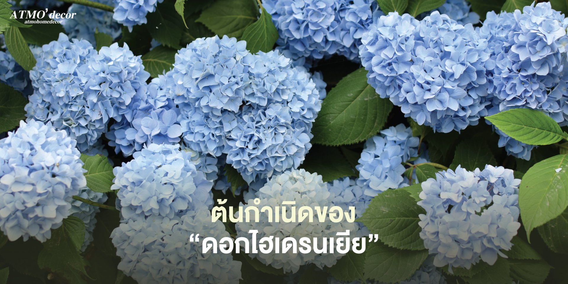 Hydrangea ATMO'decor : สัญลักษณ์แห่งความภักดีและความจริงใจ