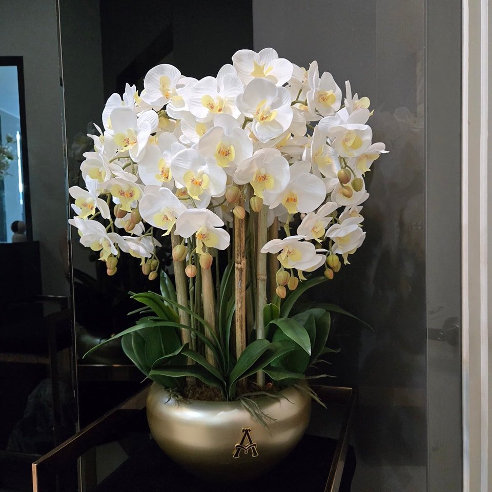 Phalaenopsis Orchid Vase