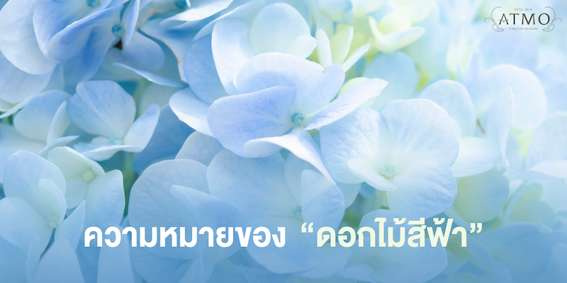 สัญลักษณ์แห่งความสงบ และความฝัน ดอกไม้สีฟ้า