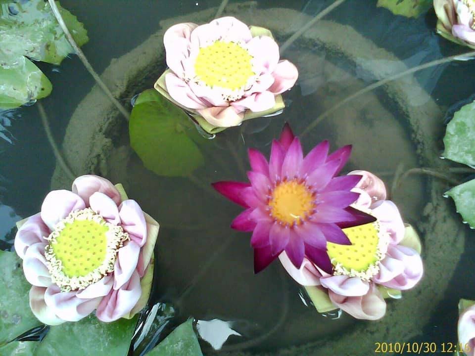 ความเห็นผิด ความเห็นผิด