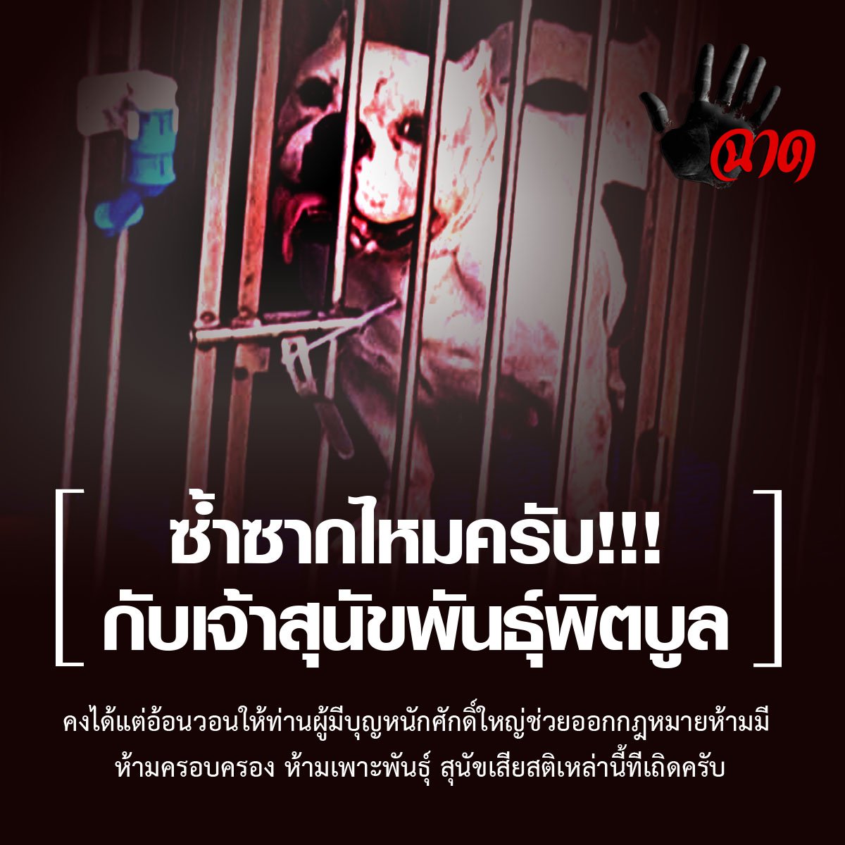 ซ้ำซากไหมครับ!!! กับเจ้าสุนัขพันธุ์พิตบูล รวมถึงร็อตไวเลอร์ ด้วยอีกพันธุ์หนึ่ง ที่ชอบกัดและทำร้ายเด็กหรือผู้สูงอายุที่อ่อนแอ ซ้ำซากไหมครับ!!! กับเจ้าสุนัขพันธุ์พิตบูล รวมถึงร็อตไวเลอร์ ด้วยอีกพันธุ์หนึ่ง ที่ชอบกัดและทำร้ายเด็กหรือผู้สูงอายุที่อ่อนแอ