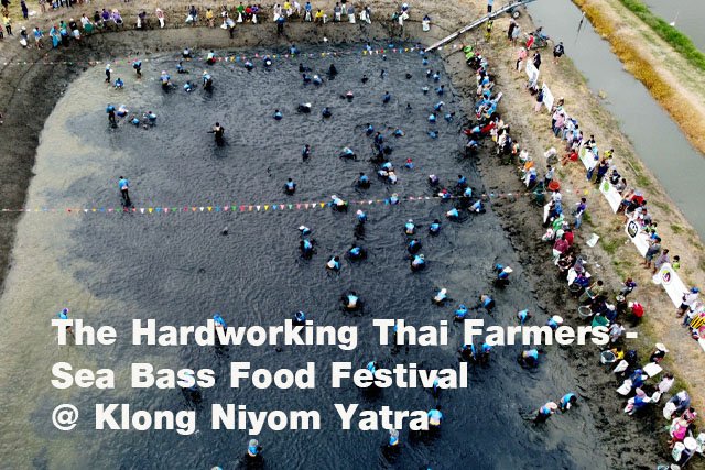 The Hardworking Thai Farmers - Sea Bass Food Festival @ Klong Niyom Yatra