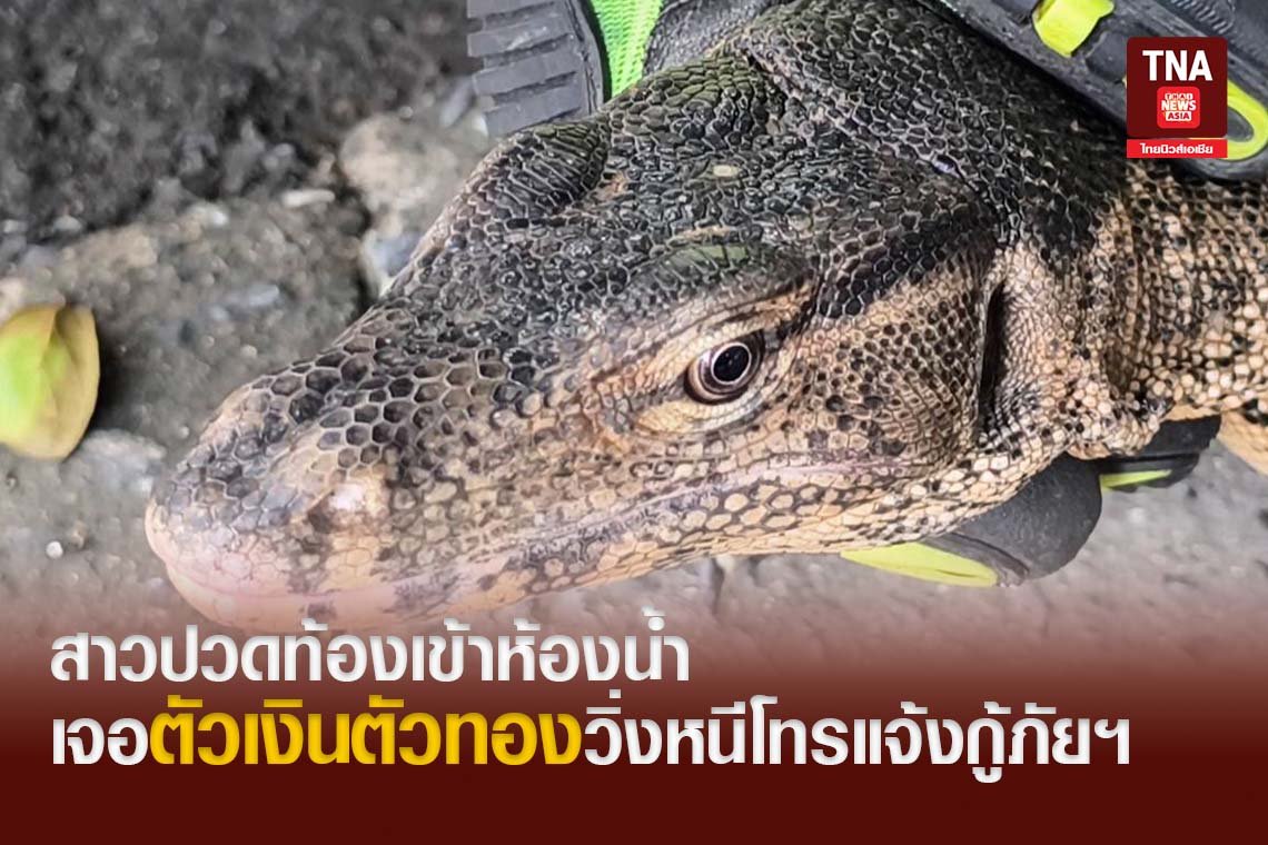 สาวปวดท้องเข้าห้องน้ำเจอ ตัวเงินตัวทองวิ่งหนีโทรแจ้งกู้ภัยฯ สาวปวดท้องเข้าห้องน้ำเจอ ตัวเงินตัวทองวิ่งหนีโทรแจ้งกู้ภัยฯ