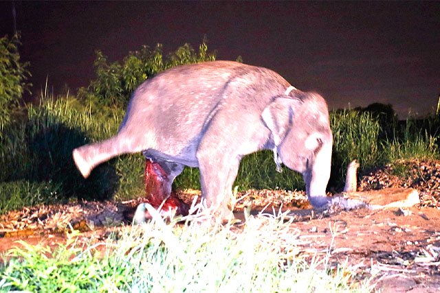 The beginning of life  In Nong Nooch Park Pattaya another baby elephant has been born after only 4 weeks.