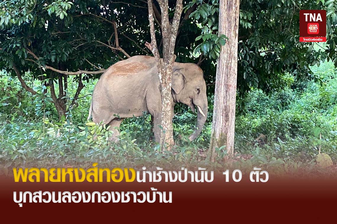 พลายหงส์ทองนำช้างป่าบ่อไร่นับ 10 ตัว บุกสวนลองกองชาวบ้าน