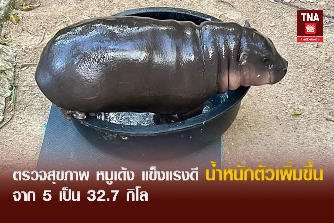 ตรวจสุขภาพ หมูเด้ง แข็งแรงดี น้ำหนักตัวเพิ่มขึ้นจาก 5 กิโล เป็น 32.7 กิโล