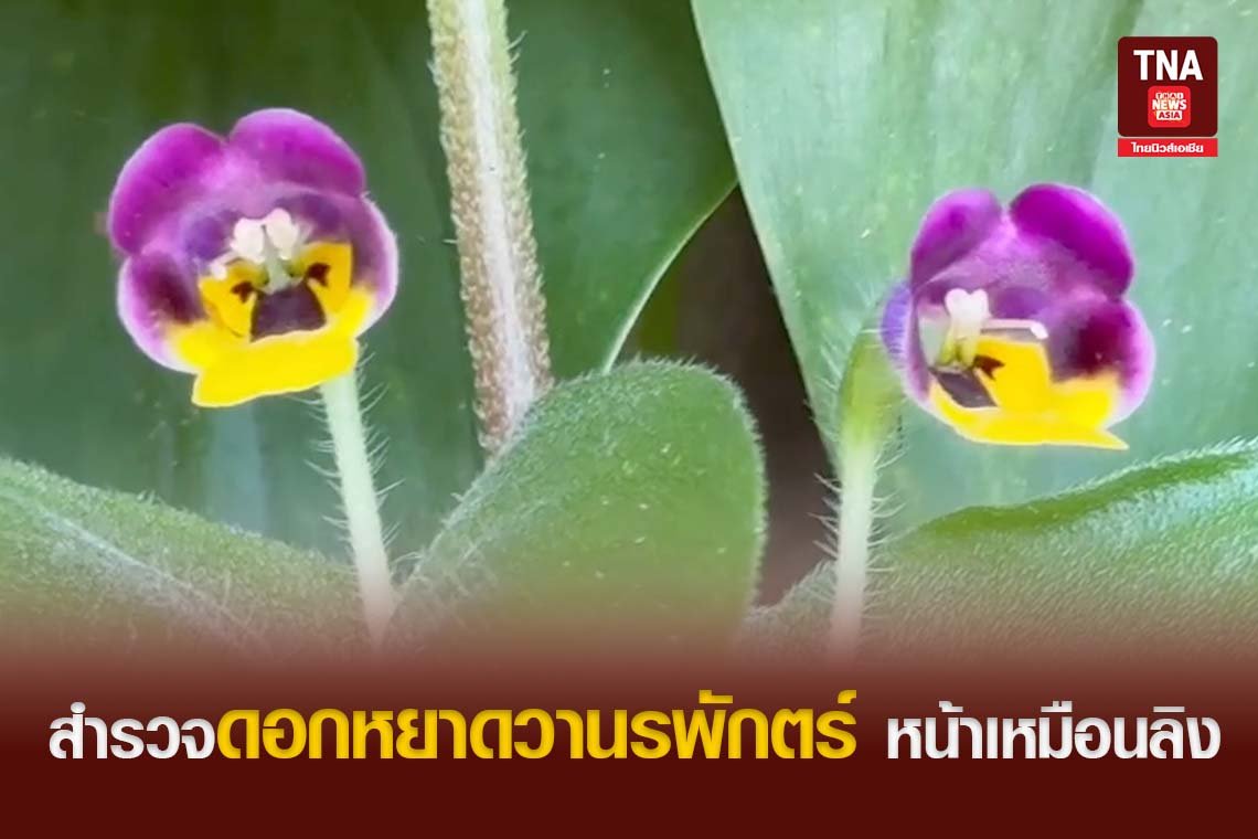 สำรวจดอกหยาดวานรพักตร์ หน้าเหมือนลิง 