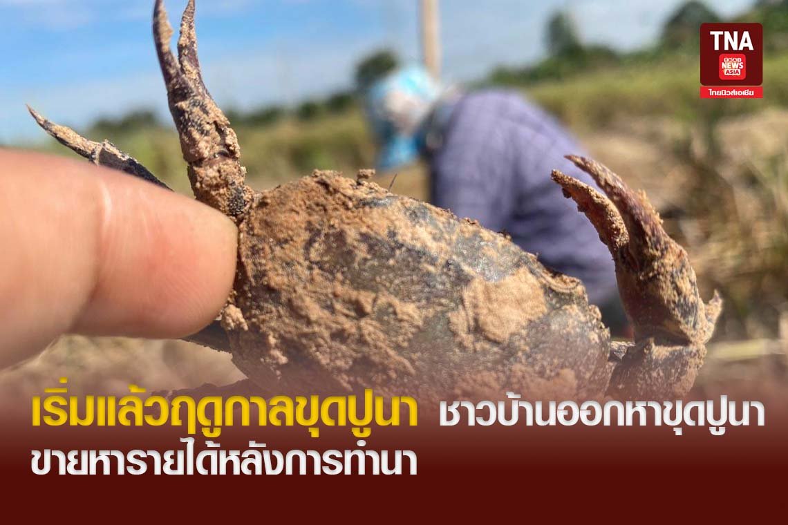 เริ่มแล้วฤดูกาลขุดปูนา ชาวบ้านออกหาขุดปูนาขายหารายได้หลังการทำนา