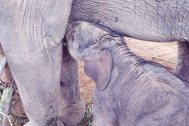 New Baby Elephant Promotion in Nong Nooch Tropical Garden