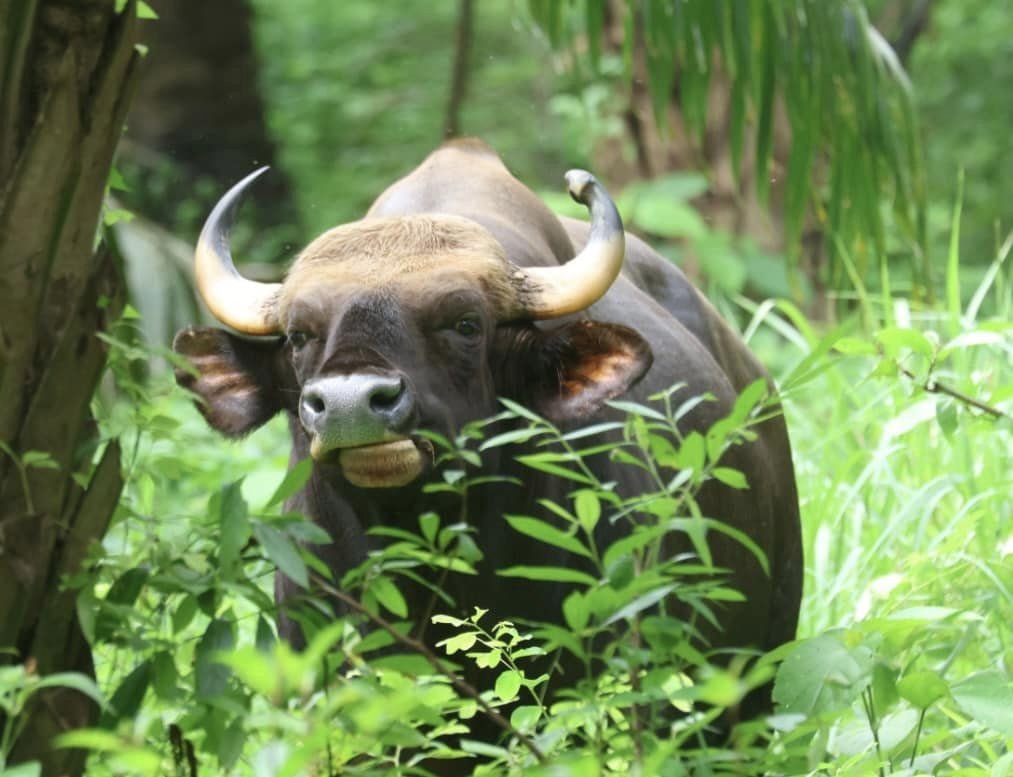 พบกระทิงหนุ่มรูปงาม "ศรราม"  โผล่หากินที่ป่าศรีพังงา พบกระทิงหนุ่มรูปงาม "ศรราม"  โผล่หากินที่ป่าศรีพังงา