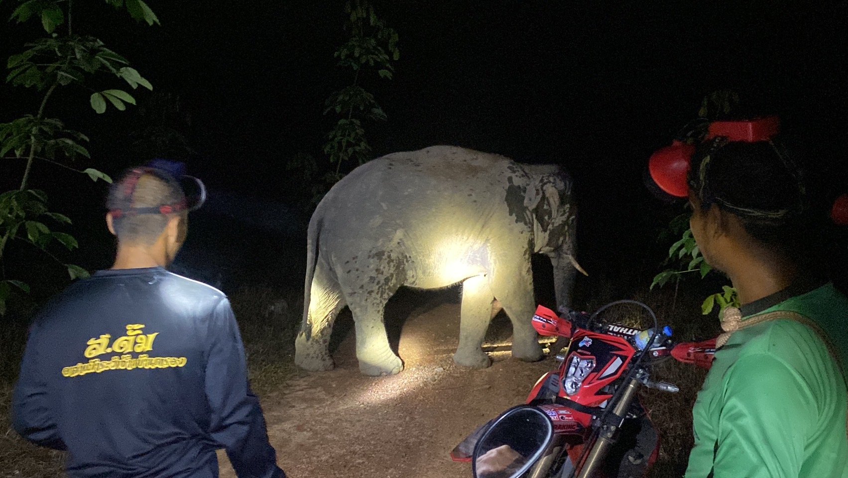 ตราด : ผวา!ช้างป่ากว่า 10 ตัวบุกสวนกินต้นยางอ่อนชาวบ้าน เสียหายกว่า 300 ต้น