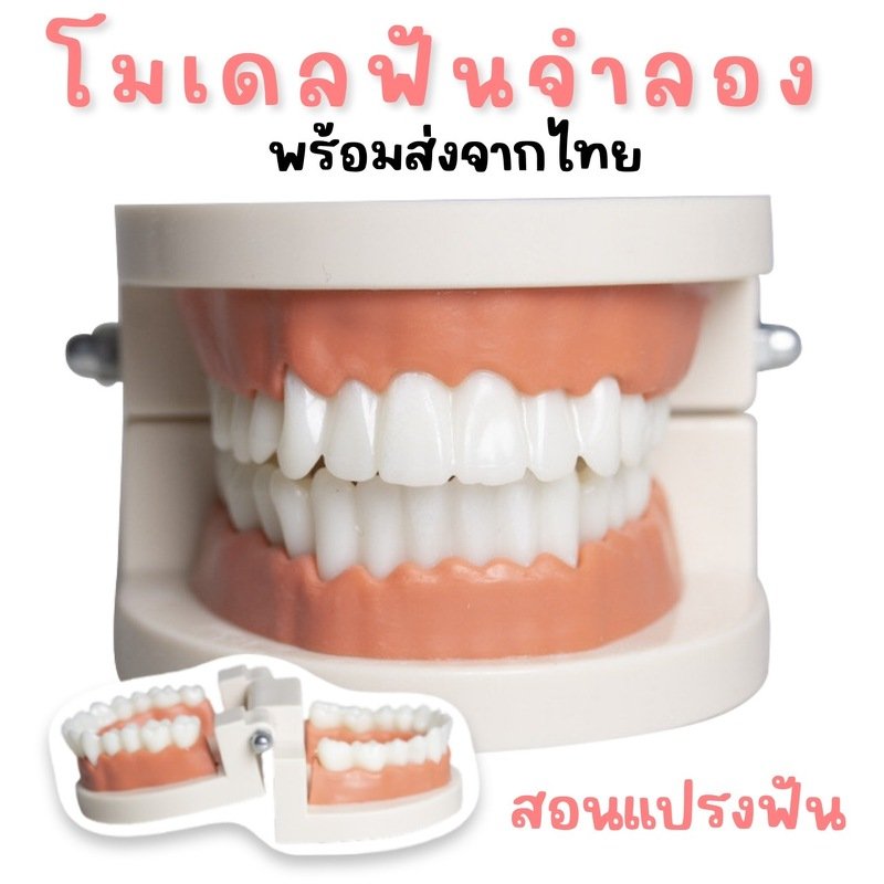 โมเดลฟัน สอนแปรงฟัน สื่อการสอนด้านทันตกรรม