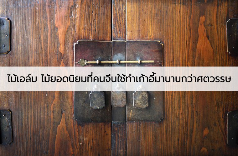 ไม้เอล์ม หยวีมู่ ไม้ยอดนิยมที่คนจีนใช้ทำเก้าอี้มานานกว่าศตวรรษ ไม้เอล์ม หยวีมู่ ไม้ยอดนิยมที่คนจีนใช้ทำเก้าอี้มานานกว่าศตวรรษ