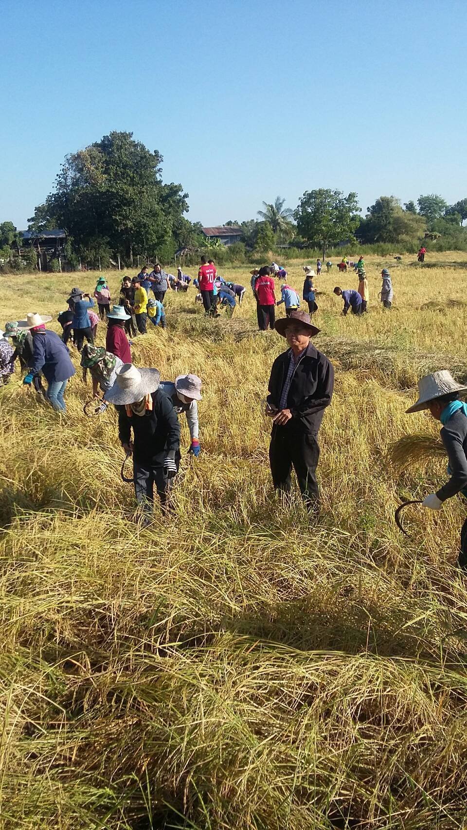 harvest