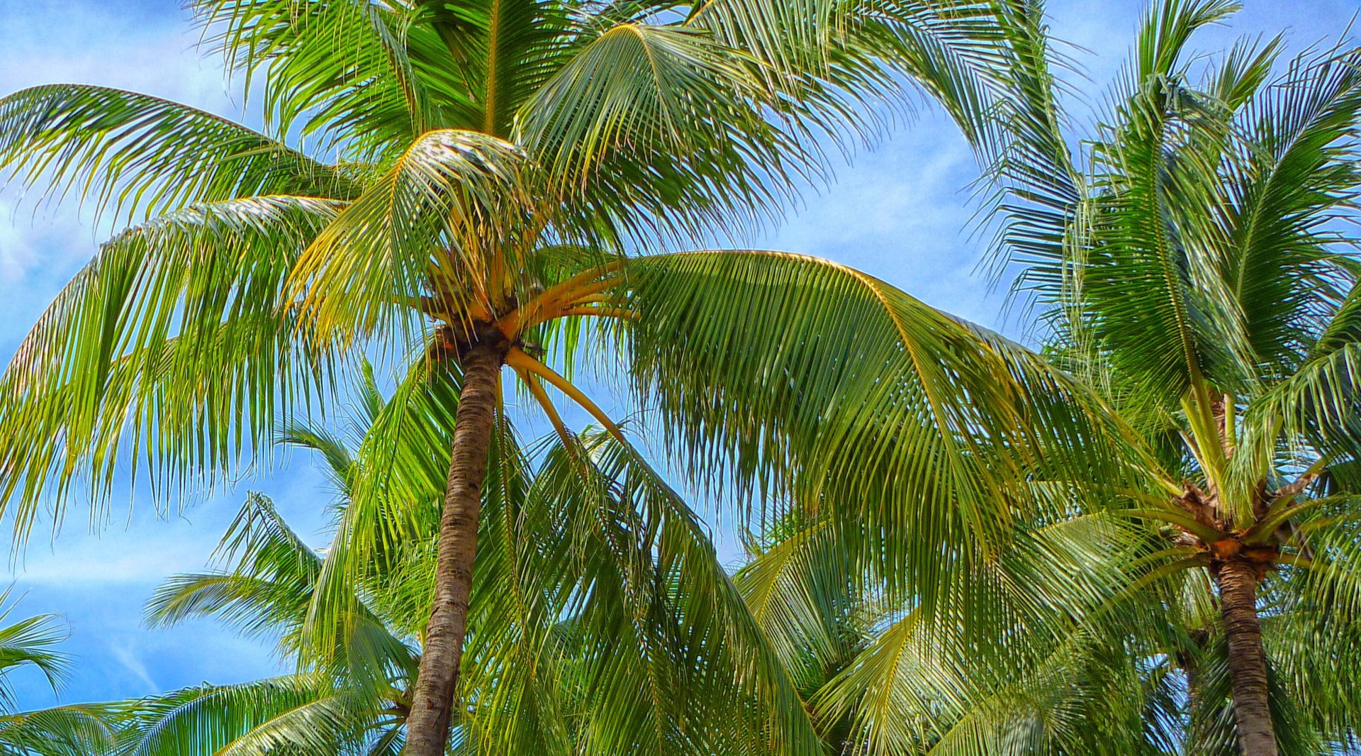 COCONUT MARKET REPORT 26th July 2023